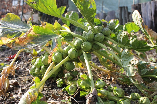 brussels-sprouts-283807_640